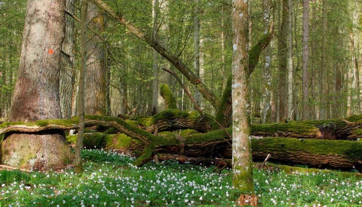 AssetTracePro's tweet photo. Bialowieza est la dernière forêt primaire d'Europe. Elle tisse mille passés et nous apprend. Notre société devrait enseigner à chacun à distinguer ainsi forêt et plantation, rivière et cours d'eau organisé. Nous avons besoin d'une éducation populaire à la forêt.
#LundiTerritoires https://t.co/52l0eX5706