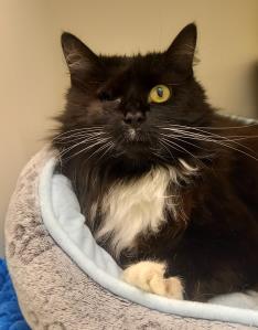 CPCardiffHIC's tweet photo. Second kitty available is Sassy (8yrs)! This gorgeous long haired girl LOVES being groomed. She also loves chin tickles and is occasionally a lapcat. Once she's had enough of any fussing, she will give a little whack to tell you 😸She'd like a home as the only pet 💕 https://t.co/7G70PDhkY2