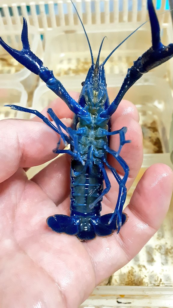 青ザリガニ Twitter Search Twitter