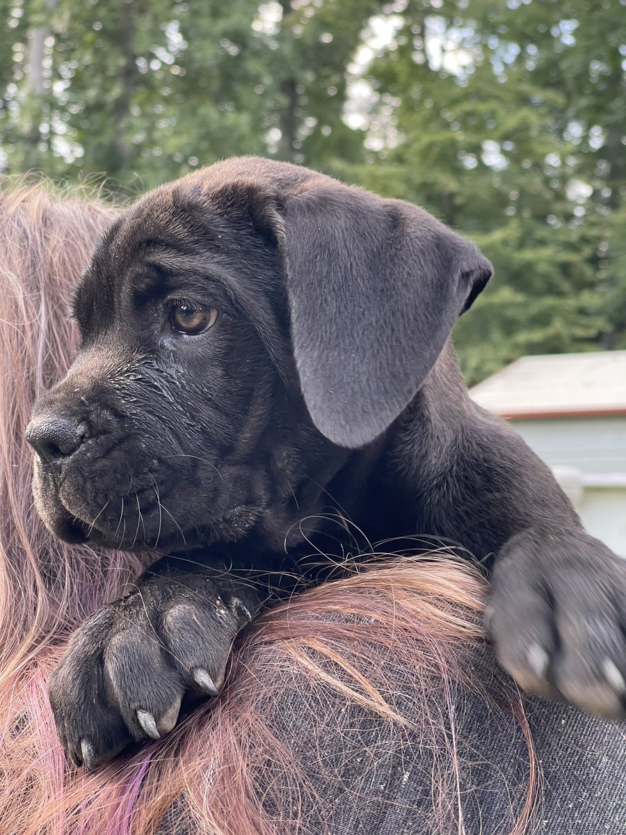 Tambug318's tweet photo. AKC registered Italian Cane Corso puppies available now https://t.co/dr2yyEjnVc