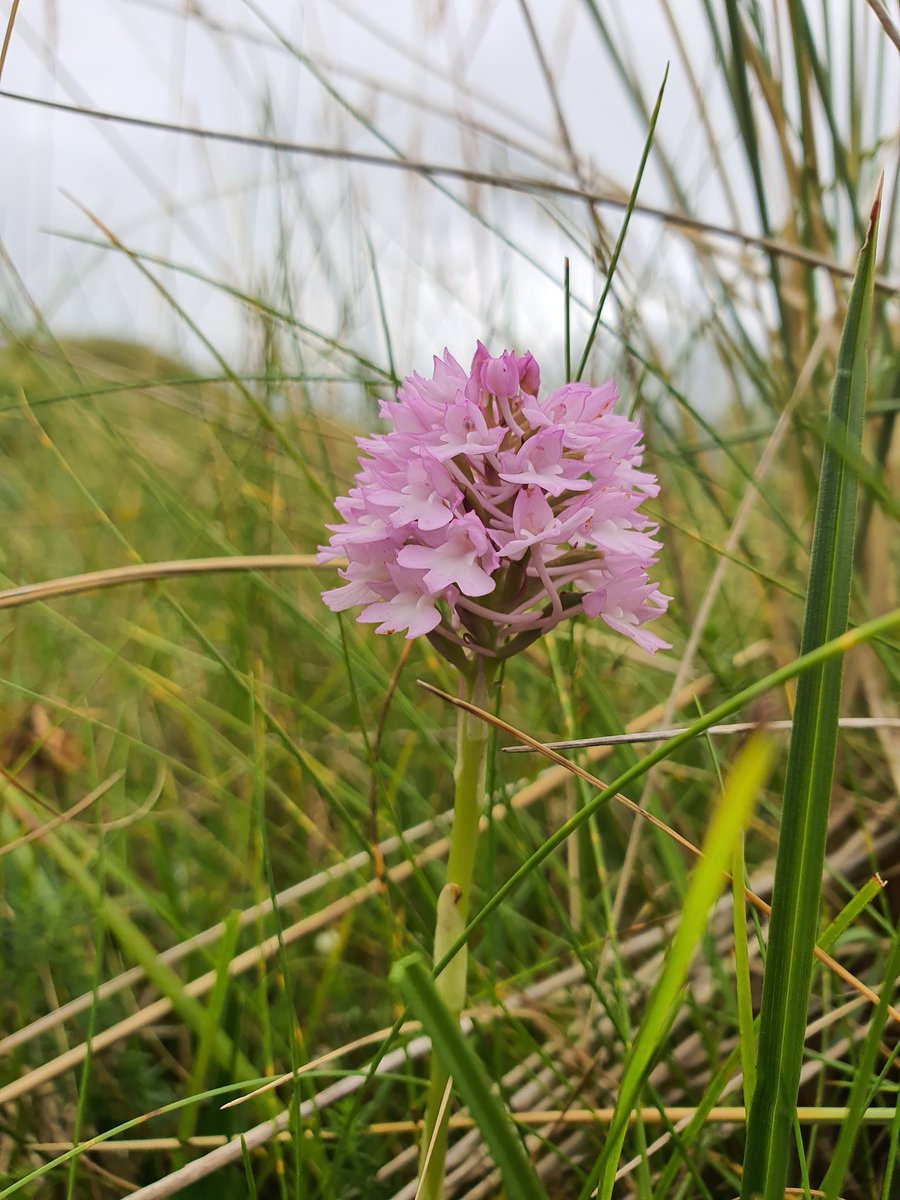 Pyramidal orchids bursting out all over the Maharees dunes today. #Kerry #noticenature @mahareesmatters @BioDataCentre @CitizAssembly