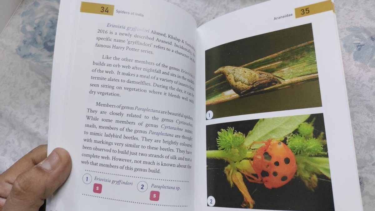 Just another day, another book for the #sortinghatspider (and the people who discovered it) to feature in And all humble-bragging aside, thrilled to see our amazing #spider discovery feature in this Pocket Guide to #Spiders of #India #ScienceTwitter #SpiderTwitter #scicomm