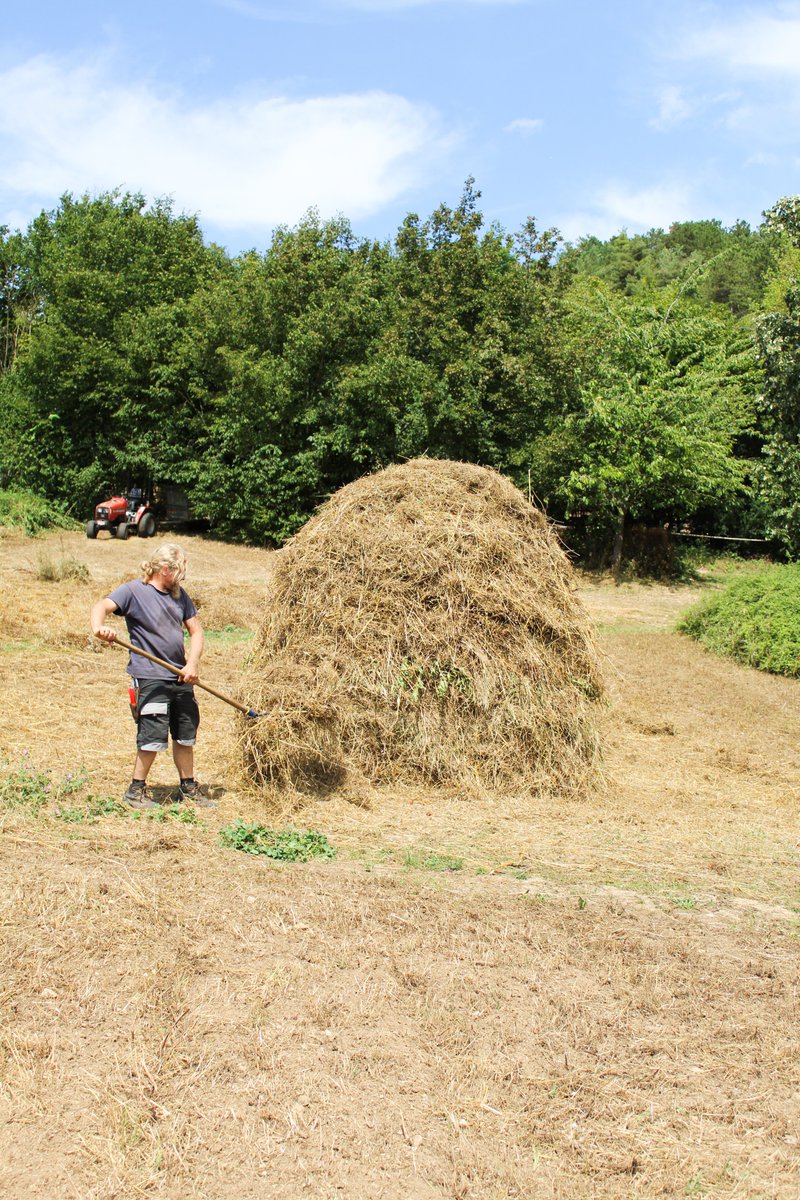 MuseeGiverny's tweet photo. #Meules 🧑🌾| Aujourd’hui, nos jardiniers ont monté les meules dans la prairie du #musée, en hommage aux œuvres de #ClaudeMonet ! 🖼️
Vous pourrez venir les admirer jusqu'au mois d'octobre 👀 https://t.co/nPvxneVdaR