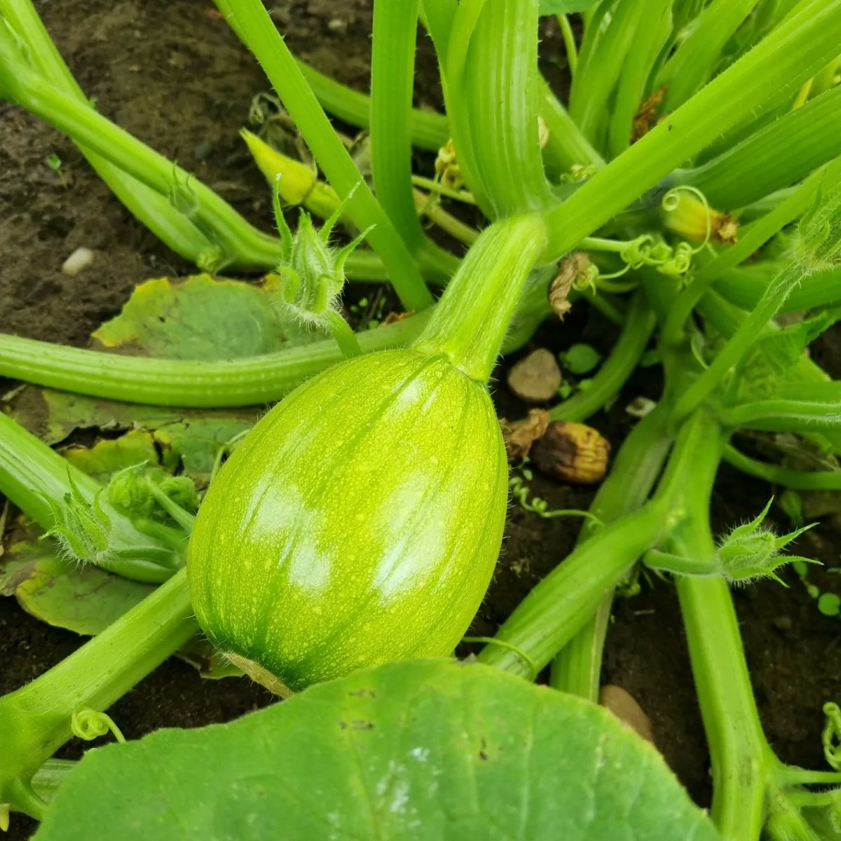 Litterwatch1's tweet photo. There is great pleasure in watching something you've #planted grow. The #gladiolli were donated by Kizzy #pumpkins were sown by Dolcie & Ella, one Sunny afternoon at their #babuska house. Derek is overjoyed when his work comes to fruition.
#allotment @SercoESUK @sandwellcouncil https://t.co/O4qK5nlrlB