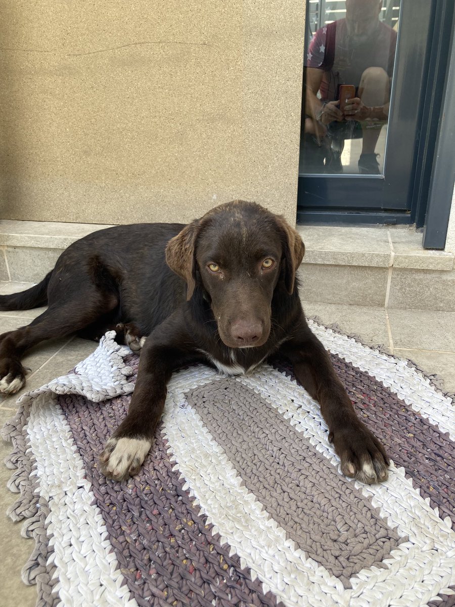 SE1890's tweet photo. #perro encontrado en #entrenucleos #doshermanas se ruega difusión, gracias. #perroperdido  @CanalesFDS @MLorenzo76 @cynthiathot https://t.co/T5ZZPOuEaU