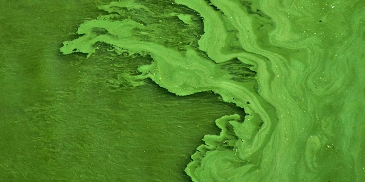 NWFoutdoors's tweet photo. Has your #fishing been affected by algal blooms? #ClimateChange is predicted to make blooms worse & the @EPA estimates that about 15,000 water bodies across the country are vulnerable to blooms. #AnglersForClimateAction Checkout this interactive map: https://t.co/yOR28HqdyH https://t.co/z9rXmPk1pS
