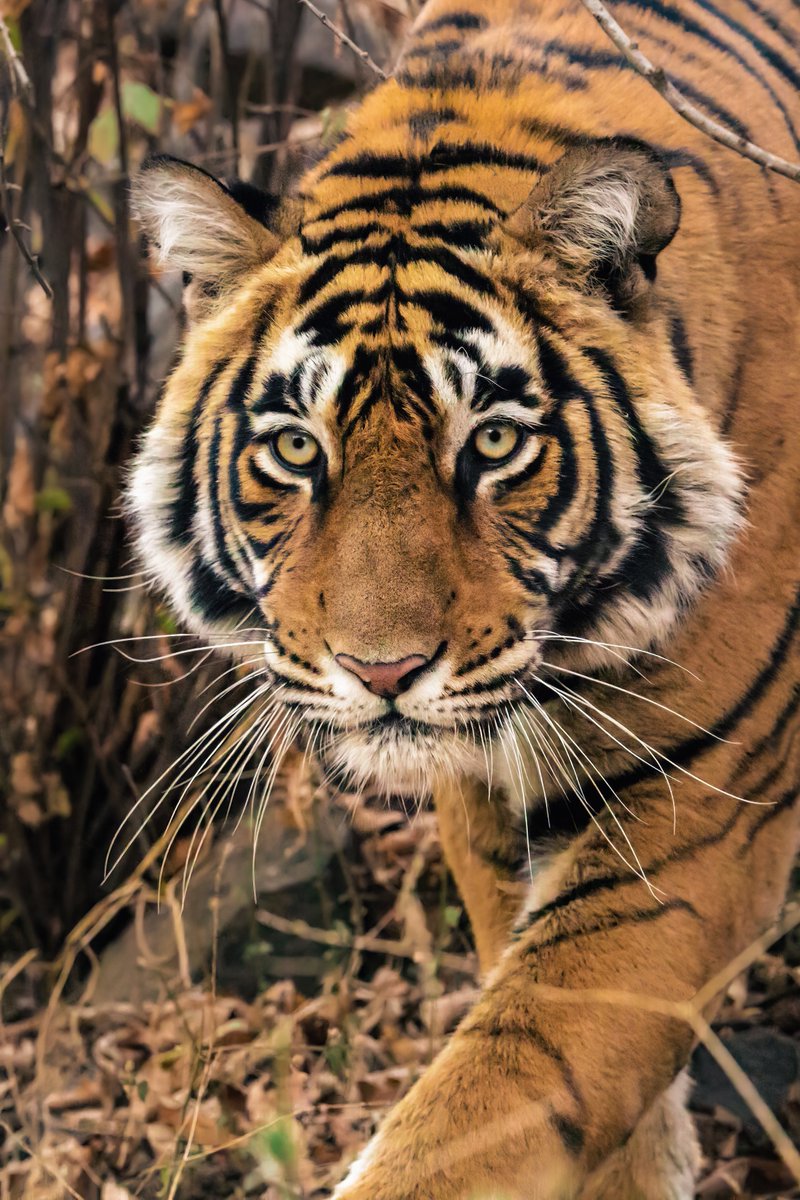 Tigress, Ranthambore, India #Tiger #Tigers #ranthambore #India #bigcat #nature #NatureBeauty #NaturePhotography #naturelover #wildlife #wild #wildlifephotography #bandhavghar #safari #wildindia #BBCWildlifePOTD #TwitterNatureCommunity #TwitterNaturePhotography #natureza #bbcearth