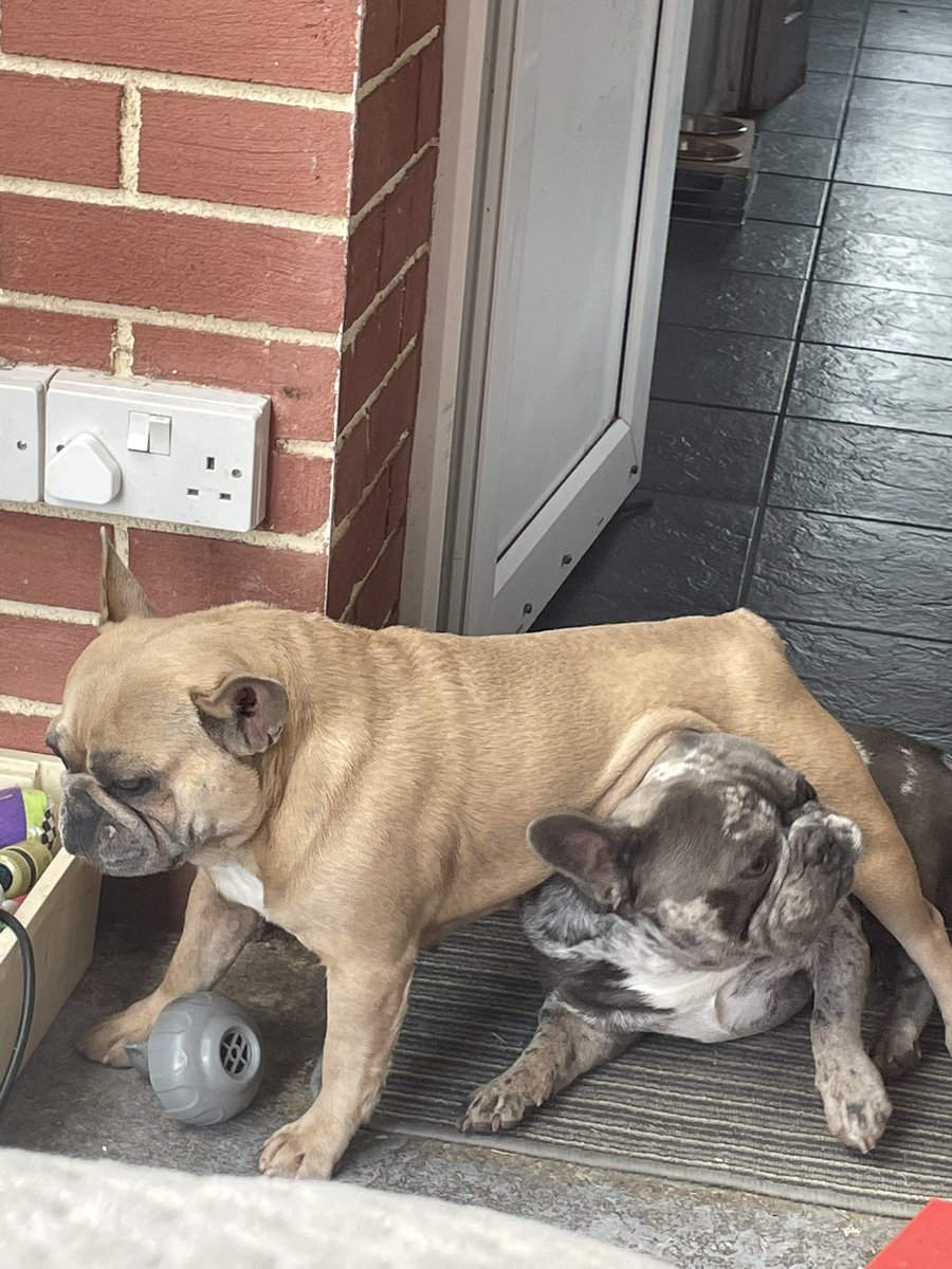 coco_th's tweet photo. Just tryin’a pin the little fuc*er down for you mum! #dogstyle #cocostyle #dogs #frenchies #igothim #playmates 🐾 https://t.co/2MeiBIl6EL