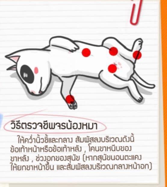 เรียกผมว่า“สายลมที่หวังดี”🐝🐶 tweet media