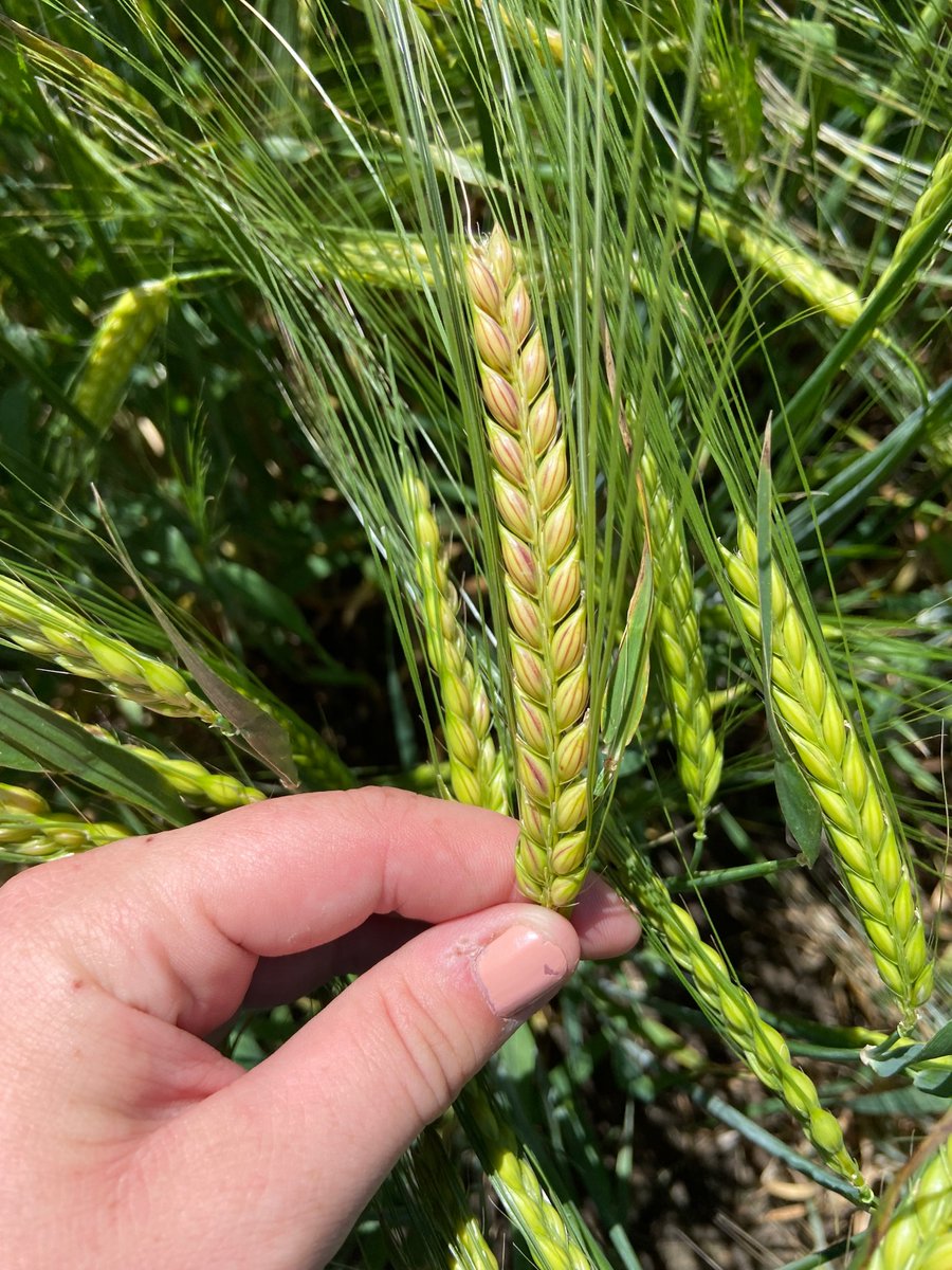 Hey #Agtwitter, this #barley crop is seeing purple striping on some of the kernels. Growth stage of the crop is at late milk development and starting of early dough. 🌾
What’s might be causing this?
#FEAgronomy #Scout22
<a href="/FE_SPrairies/">South Prairies Agronomy</a> Do you have an idea? -TB