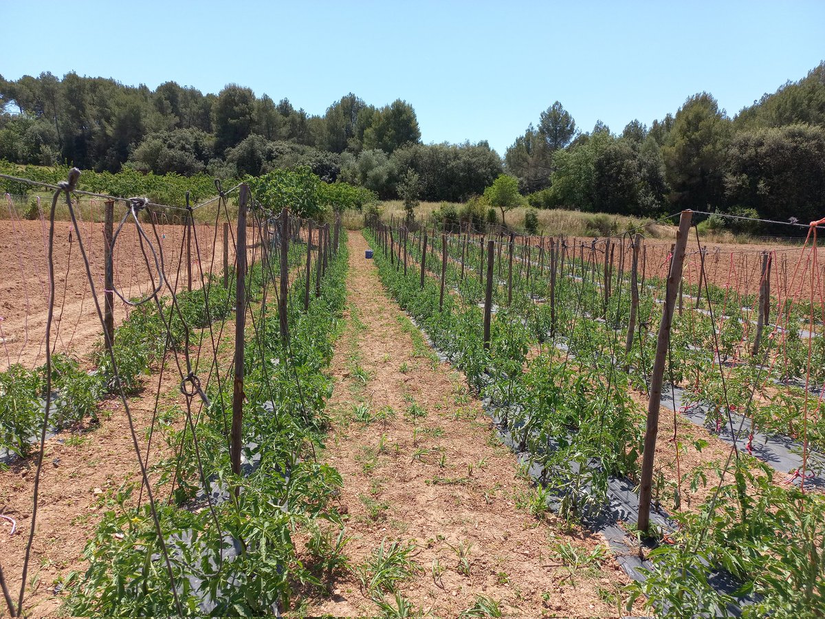 dlaecollserola's tweet photo. Can Domènech és un dels 22 pagesos/es de Collserola que juntament amb els 4 ramats permanents, dia a dia recuperen mosaic i obrem espais al bosc a més de produir aliments locals i de qualitat 🐐🍒🥕 (5/7)

De fet ara podeu comprar tomàquet mandó a Can Domènech! 🍅🍅 https://t.co/JH0K30z8O6