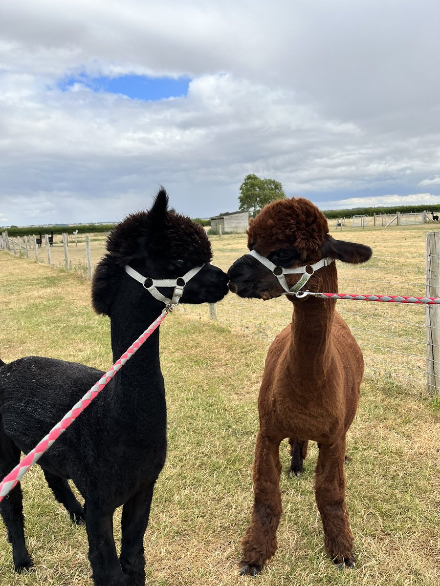 JandJAlpacas1's tweet photo. Birthing season is not just about welcoming new additions to the herd, it’s also time to prepare for next year!! 👀 

A father and son trip for Buccaneer (right) &amp; Lochy (left) who are off to woo some ladies on another alpaca farm ❤️🦙 

#alpacafarm #alpacababy #birthingseason https://t.co/zhIjn8J4As