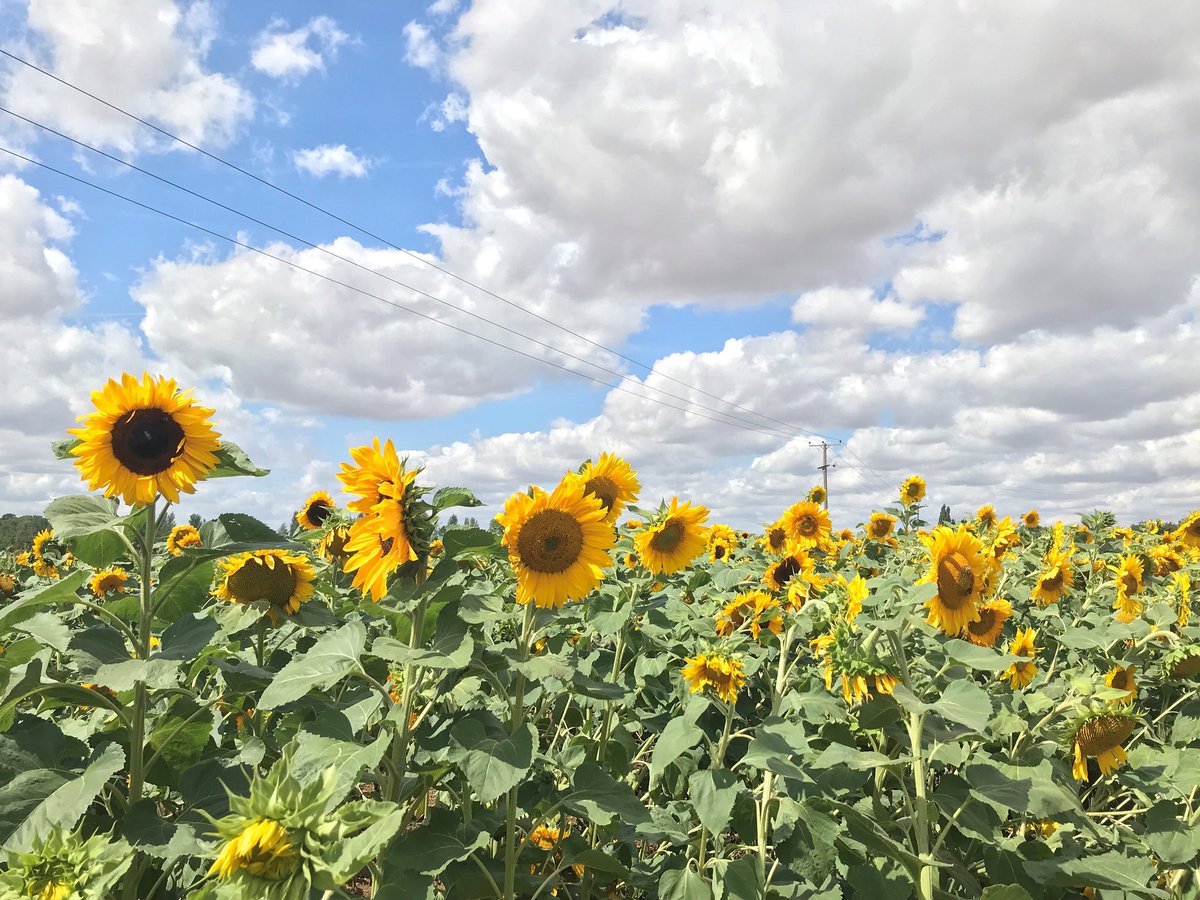 CammasHall's tweet photo. π» We are delighted to announce that we are now open for PYO sunflowers. Pre-book your voucher online and head into our meadows where you can pick your flowers and capture some amazing photos. πΈπ
#sunflowers #pyofarm #essex #herts #freshproduce https://t.co/aoog05Ncah