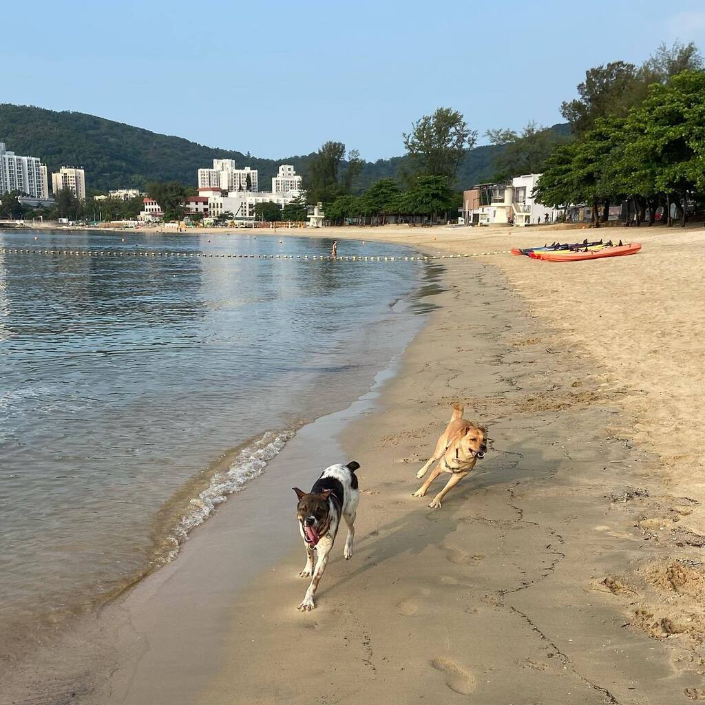 It’s so hot now in HK. 🥵 Luckily we live close to #muiwobeach, where these 2 #crazygirls had much fun Sunday early morning! #Lily_sht #Sophie_sht #beach #hot #hongkongsummer #muiwo #lantau #lantauisland #beachdogs #adoptdontshop #hongkongmongrel #hongkongmongrels #muttsofins…