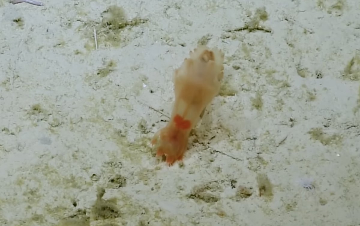 EVNautilus's tweet photo. Our friends at @BizarreBeasts have released a new episode featuring some of our #deepsea footage of #seacucumbers known as #seapigs. Check it out here: https://t.co/eP2keByy1U https://t.co/AshzgZpBDA
