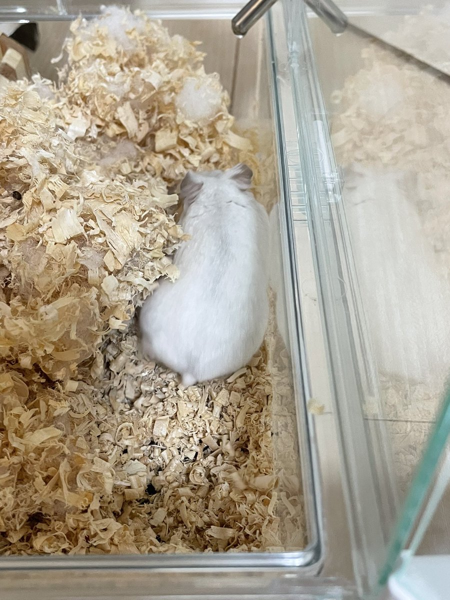 mlruneesan's tweet photo. ハムけつ🐹
今日もお疲れ様でした💗
#ハムけつ曜日 
#ハムスター https://t.co/TbtgWmF6wz