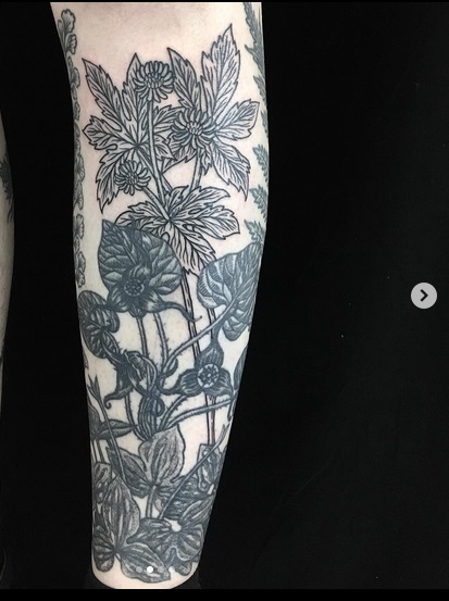 Pt 1 of my remote #Botany2022 #TattoosAtBotany participation: skunk cabbages, wild carrot, and forest herbs/fernery calf by Leta Gray. The goal is to someday add more openland species (hi milkweeds!) to my right calf