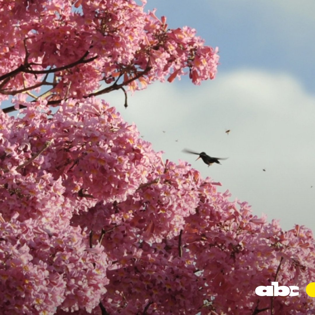 ABCDigital's tweet image. 😍¿De qué color es el lapacho que ilumina tu cielo y alfombra tu suelo?

🤗Lo queremos ver y compartir para alegrarnos mutuamente la semana.

📲 Tuiteanos la foto de tu tajy favorito usando el hashtag #TajyPy🌸.

👉La publicaremos en nuestra cuenta de Instagram.

📸ABC Color.