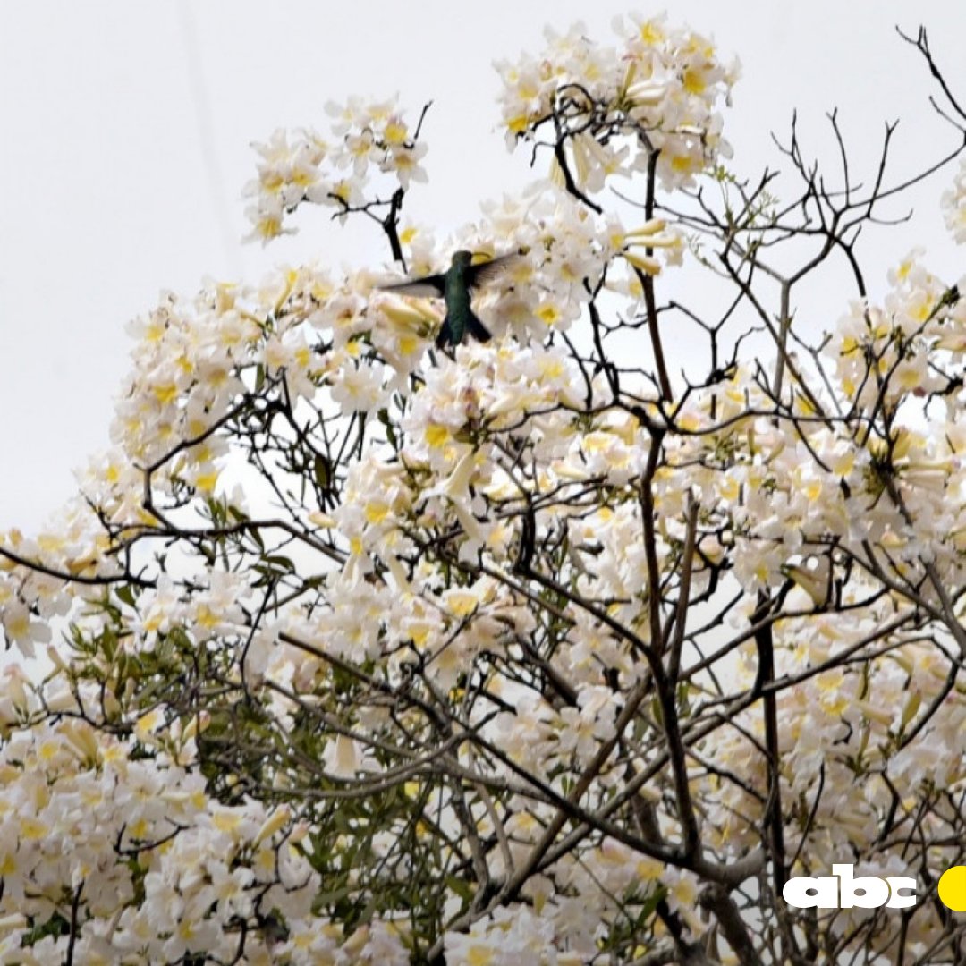 ABCDigital's tweet image. 😍¿De qué color es el lapacho que ilumina tu cielo y alfombra tu suelo?

🤗Lo queremos ver y compartir para alegrarnos mutuamente la semana.

📲 Tuiteanos la foto de tu tajy favorito usando el hashtag #TajyPy🌸.

👉La publicaremos en nuestra cuenta de Instagram.

📸ABC Color.