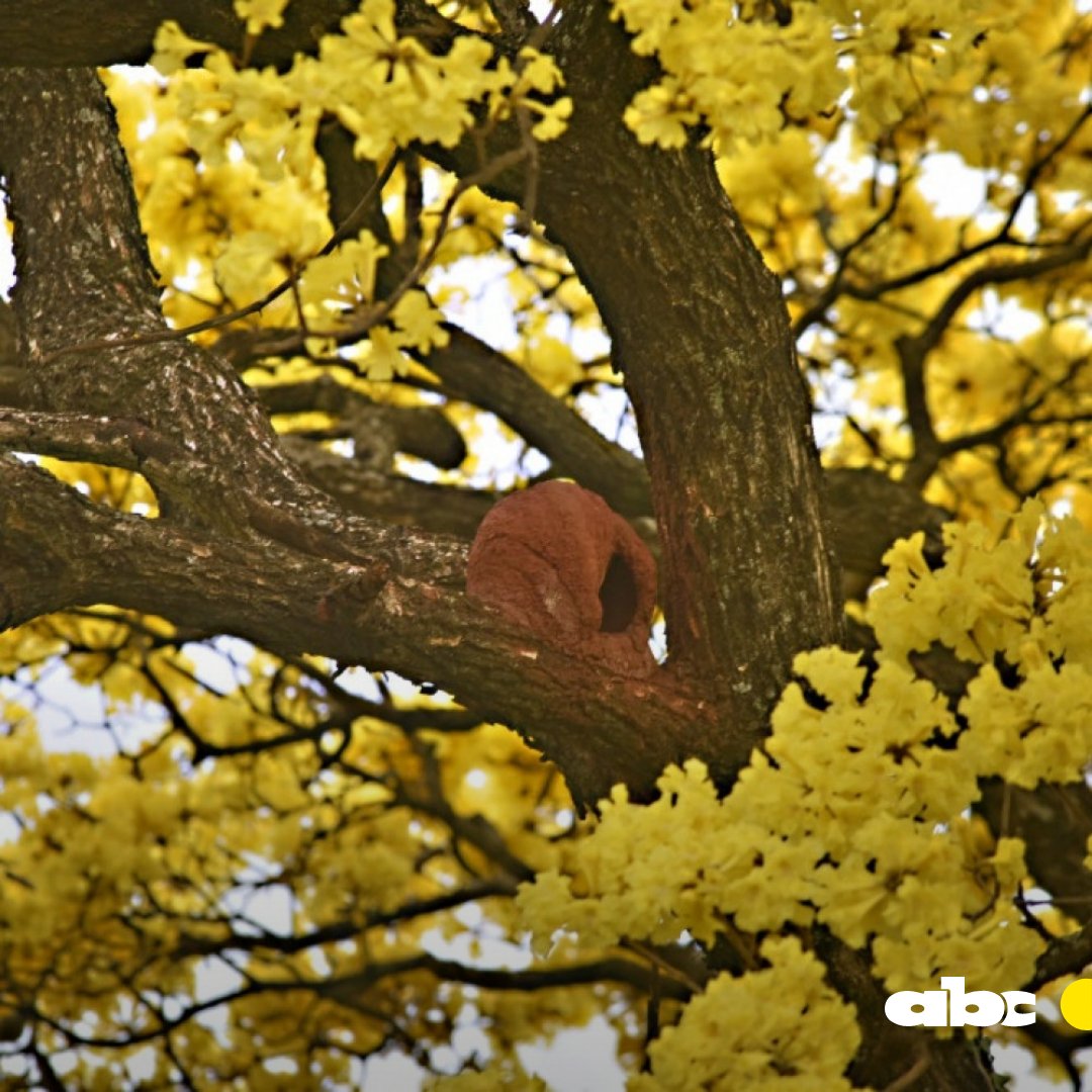 ABCDigital's tweet image. 😍¿De qué color es el lapacho que ilumina tu cielo y alfombra tu suelo?

🤗Lo queremos ver y compartir para alegrarnos mutuamente la semana.

📲 Tuiteanos la foto de tu tajy favorito usando el hashtag #TajyPy🌸.

👉La publicaremos en nuestra cuenta de Instagram.

📸ABC Color.