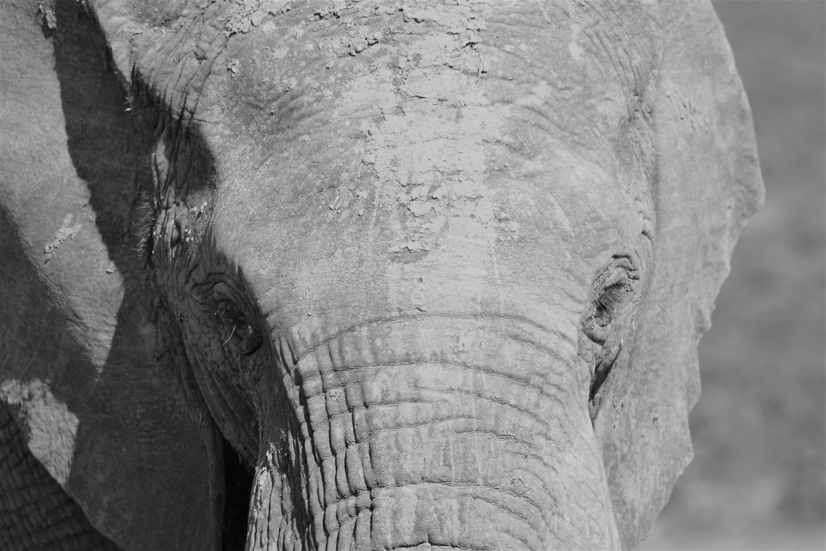 When you are presented with a task or challenge of elephantine proportions how can you tackle it and what lessons can be learnt from the experience? New blog about a #newcourse <a href="/pracademy/">PR Academy</a> 'Eating the elephant'
#tutor #CIPRQualified #internalcomms bit.ly/3J1Yusc