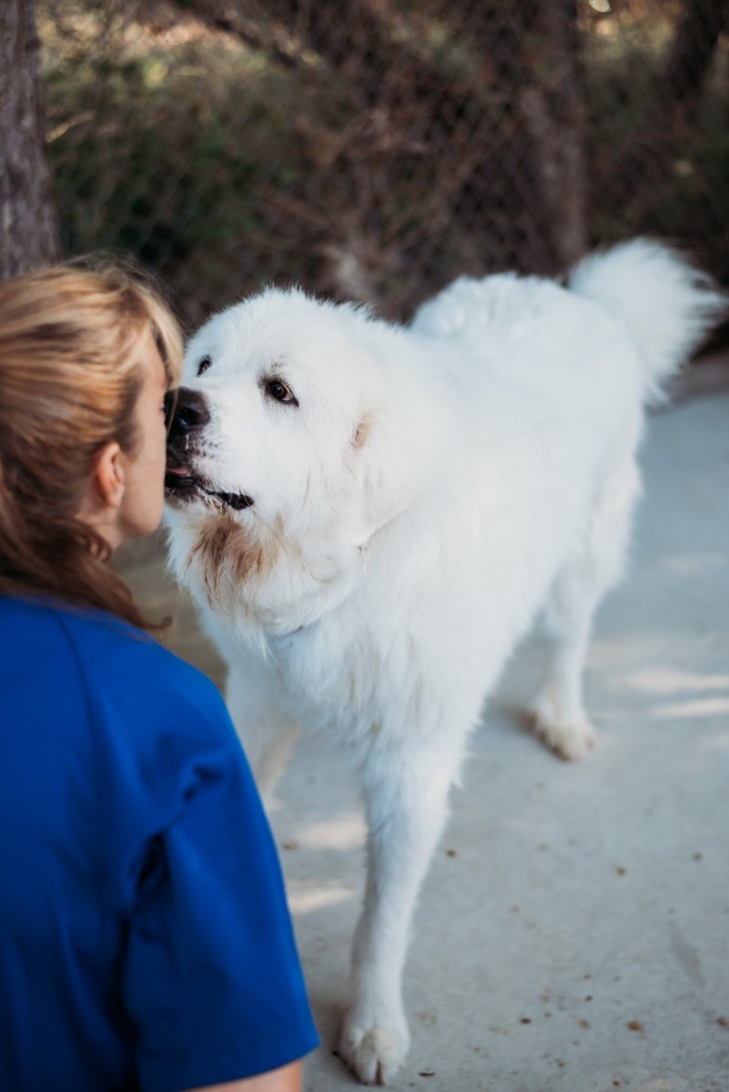 CovePolice's tweet photo. Meet Magnum! 🐾 🫶🏼 He is a gentle giant, looking for a loving home! Magnum is a Great Pyrenees and he is estimated to be approximately 5 years old. If you’d like to meet him, please contact our staff at Animal Control (254)547-5584.@CityofCove https://t.co/mfcZwzSNHq