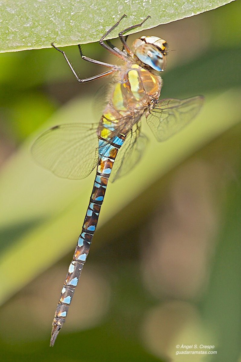 Aeshna mixta es una libélula de gran tamaño. Patrulla de forma incansable dando caza a mosquitos y pequeños insectos.
#nature #naturaleza #insectos #libélulas #naturalezaibérica #guadarramistaseditorial #sierradeguadarrama #guadarrama