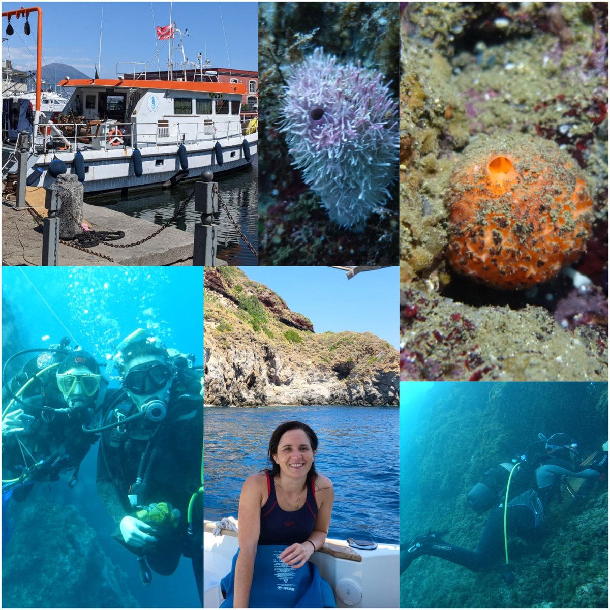 Cristina Diez-Vives (@diezvives) on Twitter photo Just finished an awesome two weeks of sampling in Naples/Isquia thanks to the <a href="/ASSEMBLE_Plus/">ASSEMBLE Plus</a> programme. Target sponge collected and many others of interest. Huge thanks to Laura Nunez for organising everything, and <a href="/Mitsikons/">Konstantina Mitsi</a> & <a href="/BlancaFiguerola/">Blanca Figuerola</a> for great time underwater and above Just finished an awesome two weeks of sampling in Naples/Isquia thanks to the <a href="/ASSEMBLE_Plus/">ASSEMBLE Plus</a> programme. Target sponge collected and many others of interest. Huge thanks to Laura Nunez for organising everything, and <a href="/Mitsikons/">Konstantina Mitsi</a> & <a href="/BlancaFiguerola/">Blanca Figuerola</a> for great time underwater and above