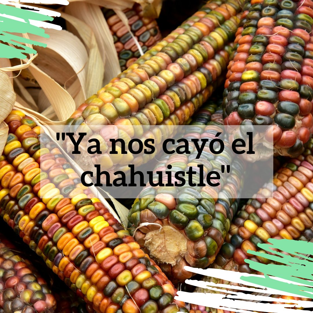 rmiimer's tweet photo. #DichosDichosos😄| "Ya nos cayó el chahuistle"

El #chahuistle es una plaga que ataca las hojas y los tallos del maíz. Así que esta frase hace referencia a un evento o compañía desagradable que nos tomó por sorpresa.

Escucha👉 https://t.co/ZVi0BRWs9Q 📻 https://t.co/GWpFKFJLBv