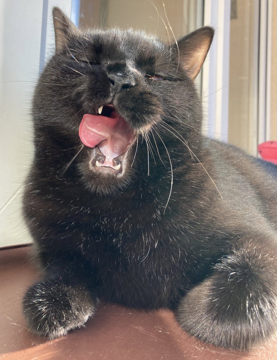 YawningDemons's tweet image. Yawn to the left… now yawn to the right!
Today’s exercise by Mr. Sirius “Fat” Black #possesedcats