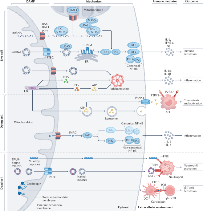 Nature Rev Immunol tweet media