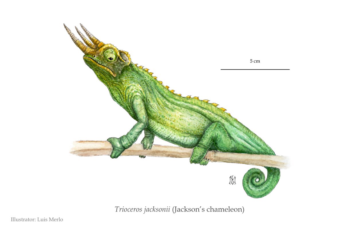 LMerlo72's tweet photo. Another older work I managed to finish after some very chaotic weeks. This time it's a male Jackson's chameleon (Trioceros jacksonii) in watercolour, a beautiful sexually dimorphic reptile from eastern Africa. 
#sciart #reptiles #chameleon https://t.co/ratbfTpxYa