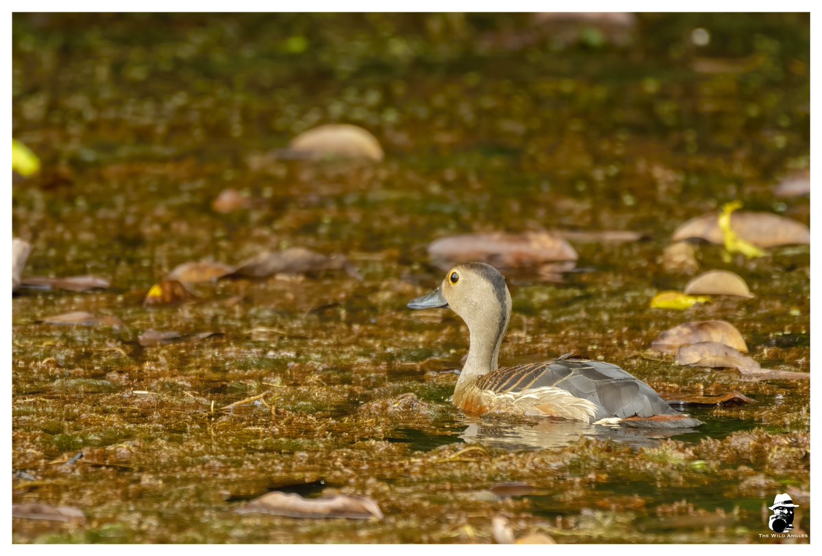 Lesser Whistling Duck 
Guirim, GA, India
24.07.2022

#birds #birdwatching #India #birding #birdphotography #TwitterNatureCommunity #nature #birdsofgoa #IndiAves #ThePhotoHour