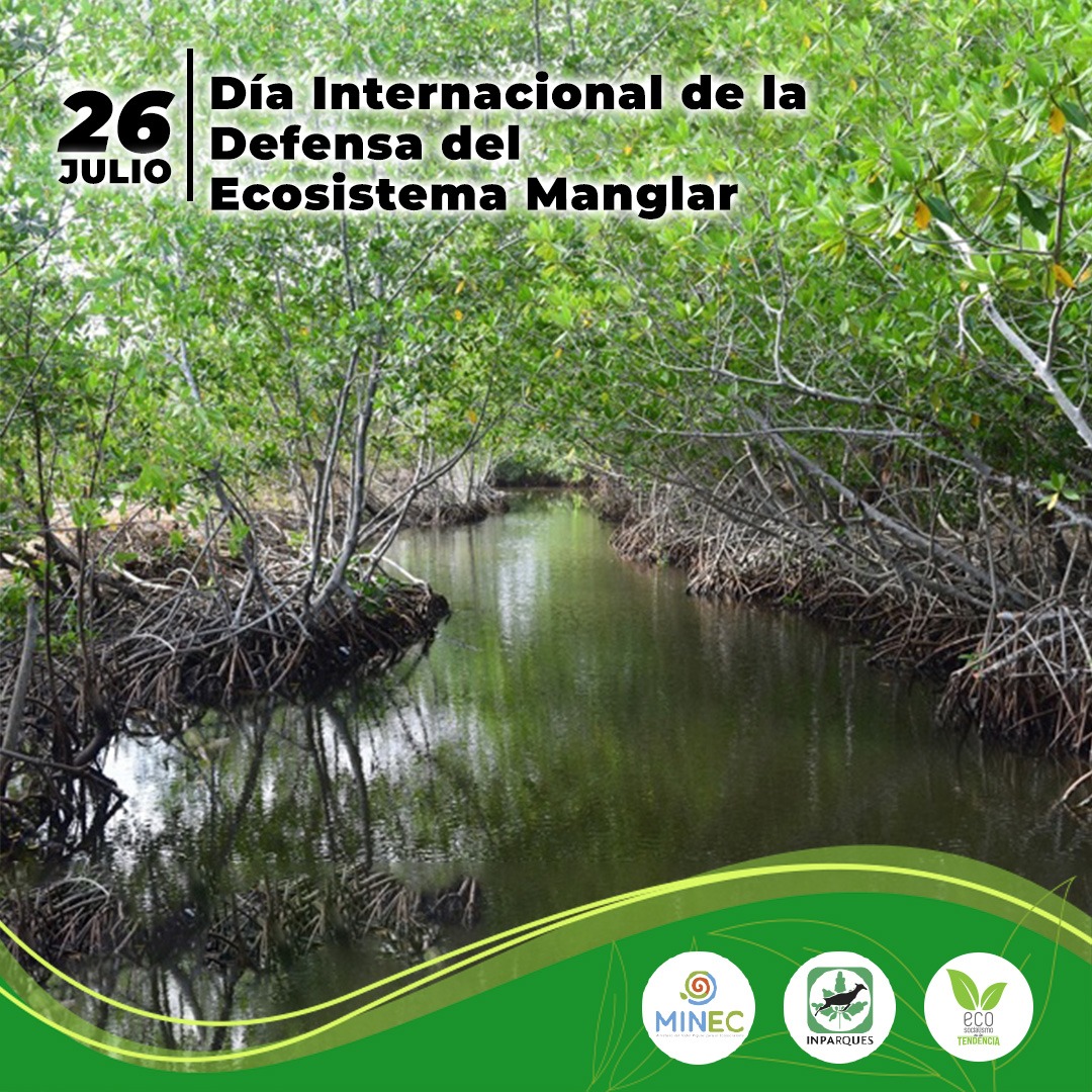 #Efemérides II Cada #26jul celebramos el "Día Internacional de la Defensa del Ecosistema Manglar", con el objetivo principal de generar conciencia ambiental, señalando la importancia que tienen estos Ecosistemas y así evitar su deterioro.

Seguimos generando conciencia ambiental