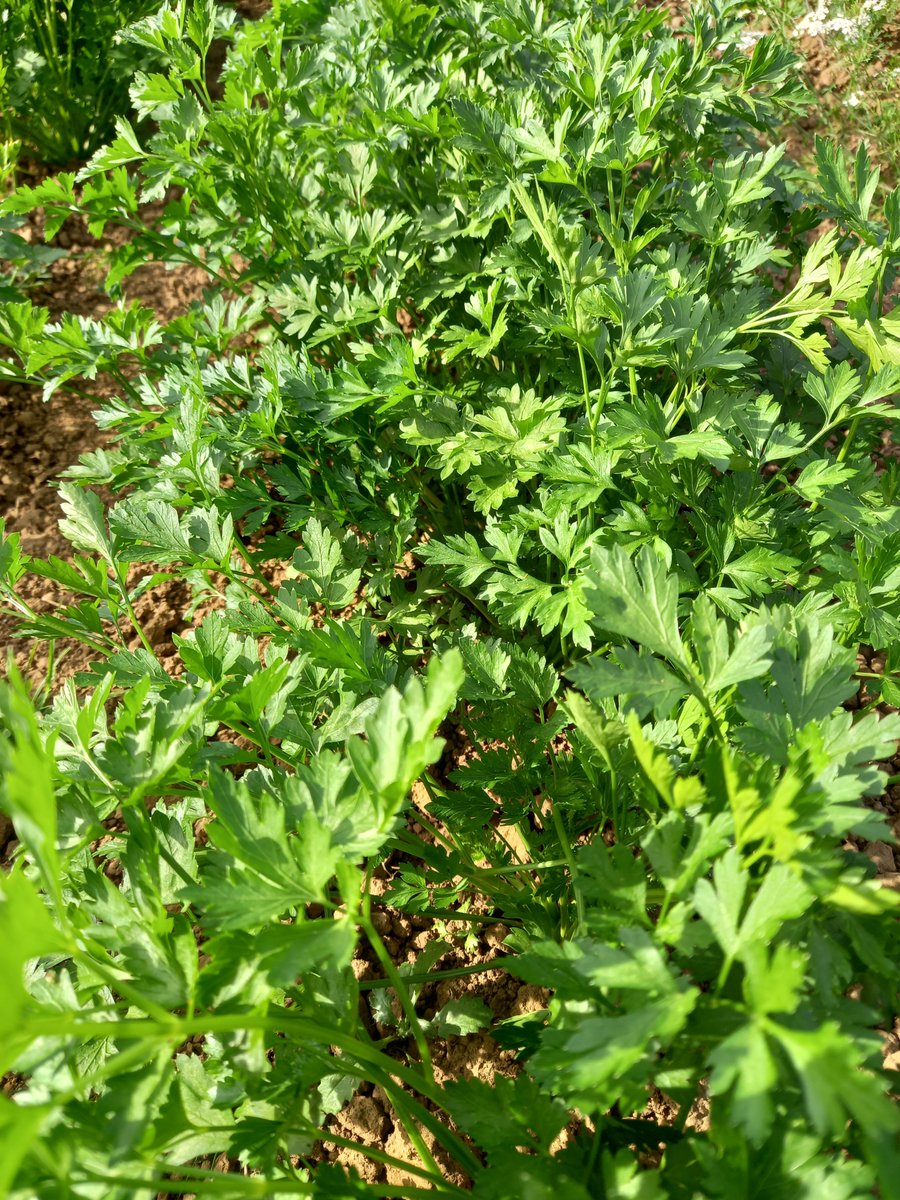Our organic herbs, salads &amp; veg available for delivery from <a href="/JoinFurrow/">Furrow</a> this week - order by 1pm tomorrow! joinfurrow.com