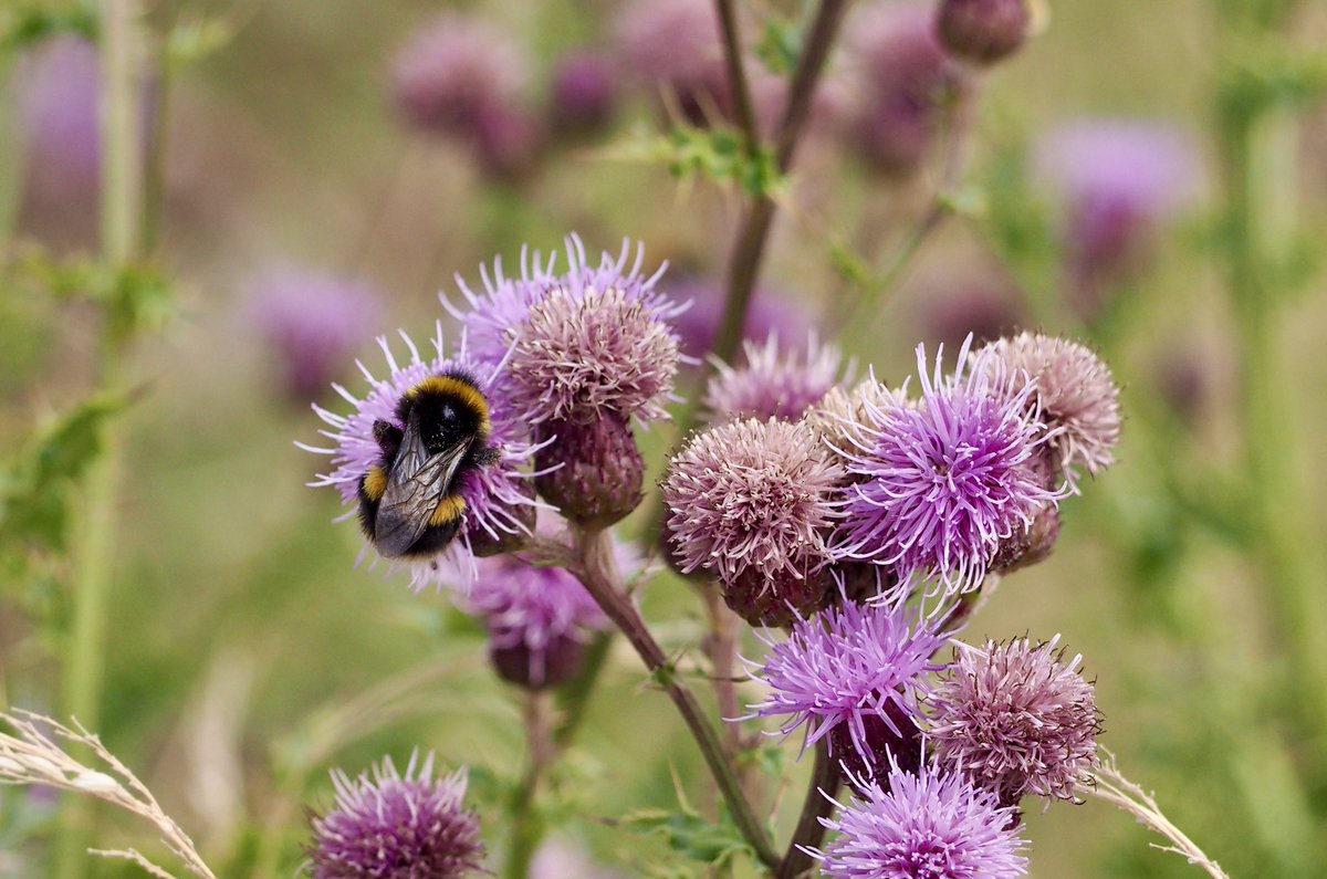 Well I was reminded today by <a href="/DarrenVenables/">Darren Venables</a> post, that I hadn’t taken any wildflower picks this year!  So I took myself off to Woodside and captured a few!  <a href="/LymWild/">Flower Power Lymo</a> Thank you Darren!