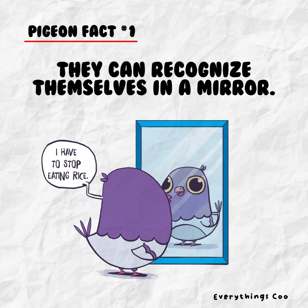 everythings_coo's tweet photo. Pigeon fact #1 

#everythingscoo https://t.co/ETIFAlSqjS