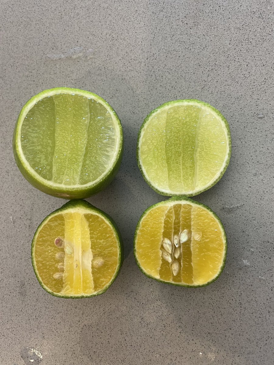 vennerjames_'s tweet image. GMO… the top lime is from a UK greengrocers. The bottom lime I  picked from my Grans tree in Grenada