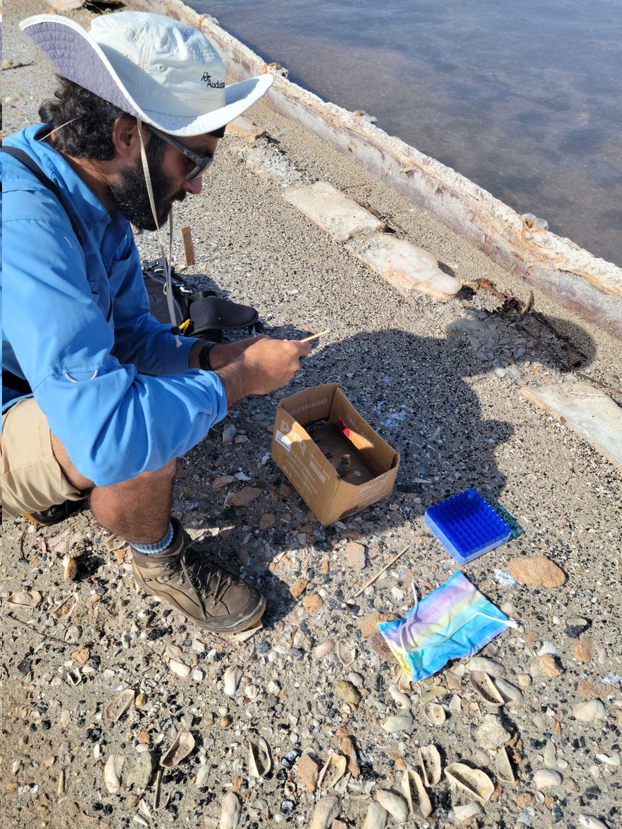 Luis_Ramos126's tweet photo. Collecting 💩 samples with the materials that @eDNAcollab sent me. Thank you for supporting my project.
Under scientific collecting permit MBPER0046018.
#seabirds #caribseabirds #ornithology #breedingbiology #TEAMLETE #eDNA #fecalsamples #leastterns #diet #fieldwork #PuertoRico https://t.co/j59Sec2oC7