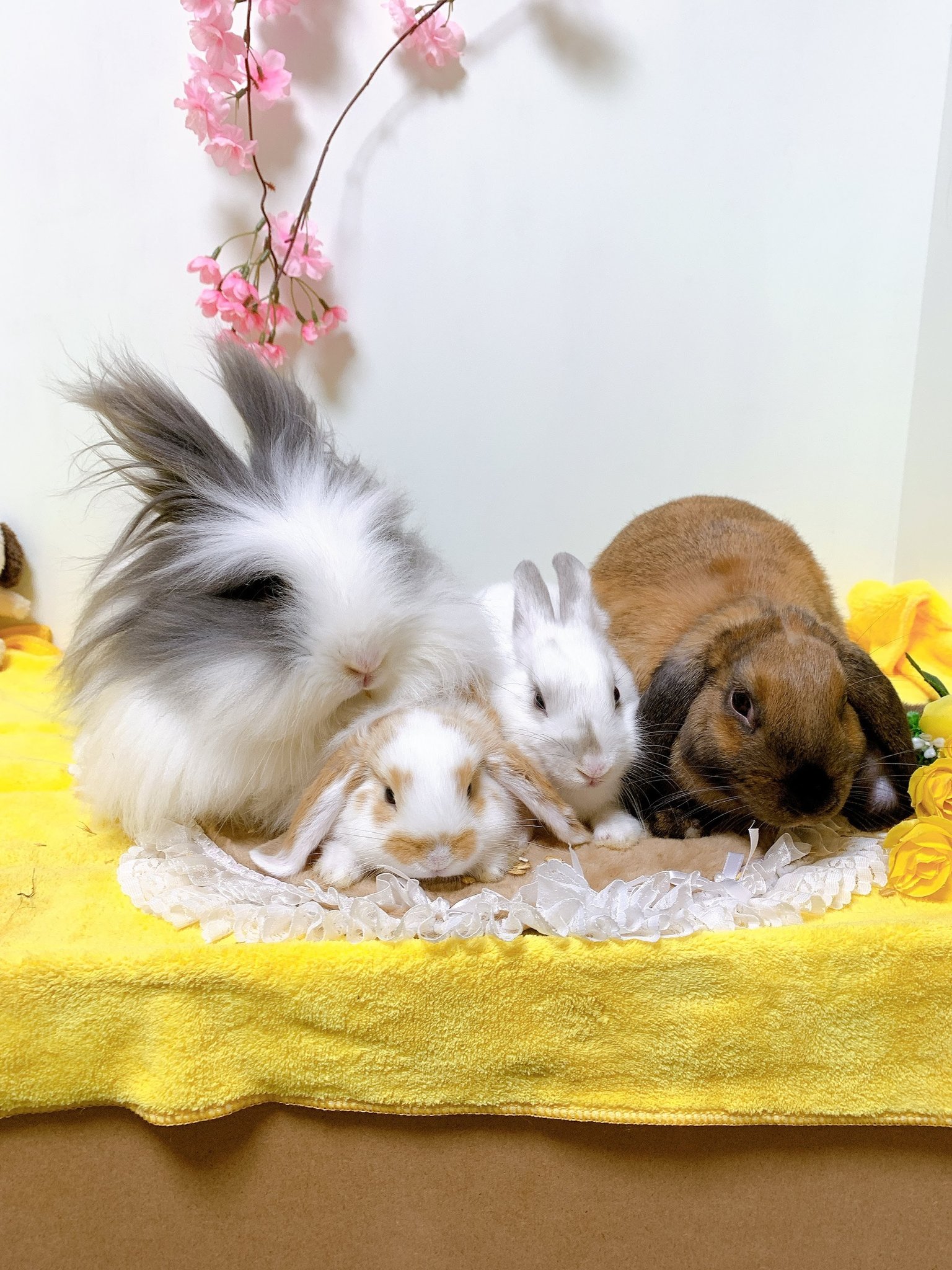 あず (@azu_rabbit_) / Twitter