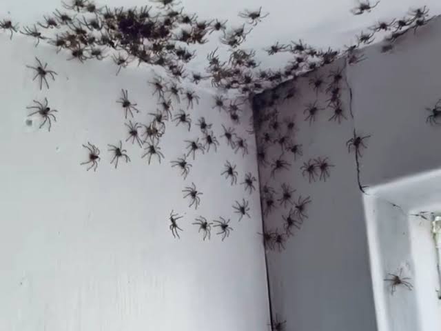 Nig_Farmer's tweet photo. #NaijaFarmerTips
By Popular Demand

Do you Cringe when you see SPIDER in your house or you don't want them

Get dry rice &amp; soak in water bottle for 3-5 days

Sieve out the water in a spray bottle &amp; spray all the house corners

You'll never see spider in your house again.

RTWT 😎 https://t.co/1bw6SeGFd5
