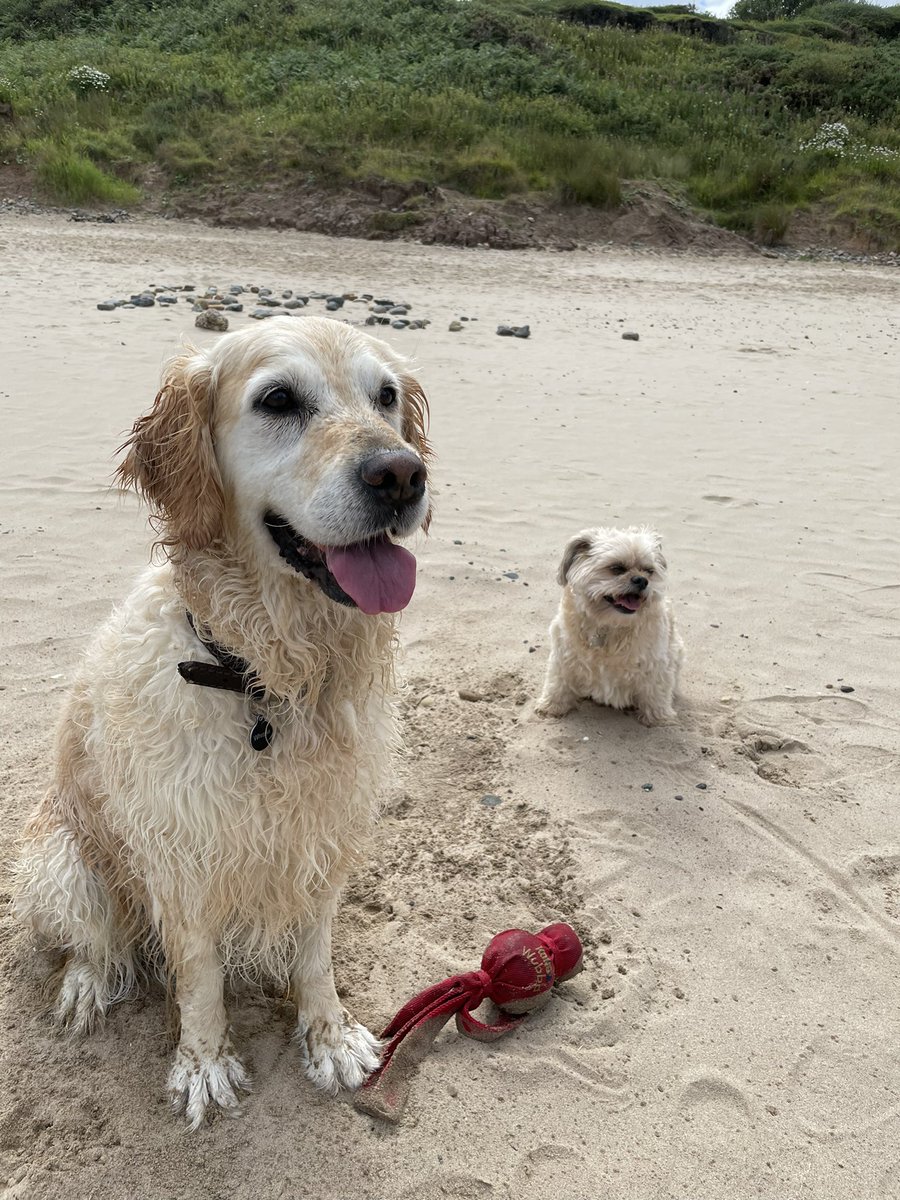 A lovely day on the beach, a happy dog makes a happy well-being dog (and made a little friend “Buddy”) 🐾💙🐾 <a href="/OscarKiloUK/">Oscar Kilo</a> <a href="/OscarKiloNine/">OscarKilo9</a>