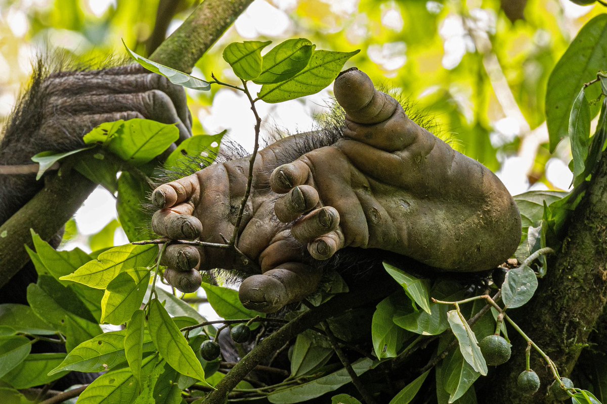 Protégeons les chimpanzés pour qu’ils puissent continuer à se détendre au creux d’un nid. <a href="/KriefSabrina/">Sabrina Krief</a> 
#sebitolichimpanzeeproject #endangeredspecies #chimpanzee