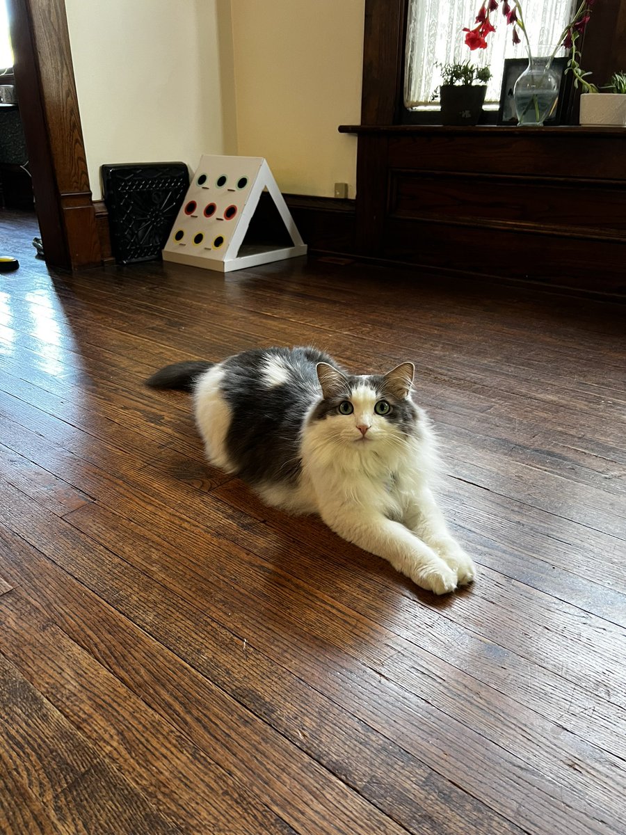 shellface365's tweet image. Just call him big tasty 👅