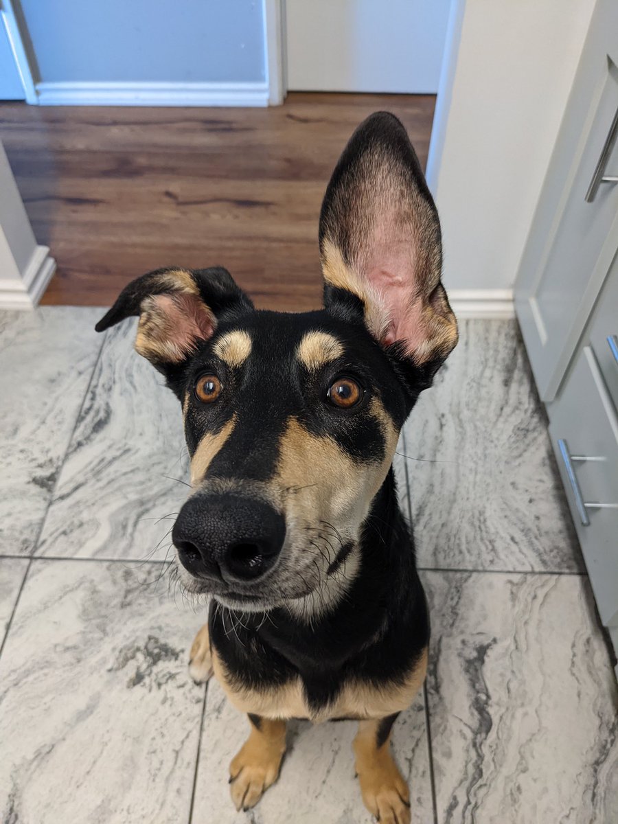 dog_rates's tweet image. This is Donner. He didn&apos;t mean to eavesdrop, but it sounds like you&apos;re going through a lot. Doesn&apos;t know what&apos;s wrong, but he&apos;s all ears. 13/10