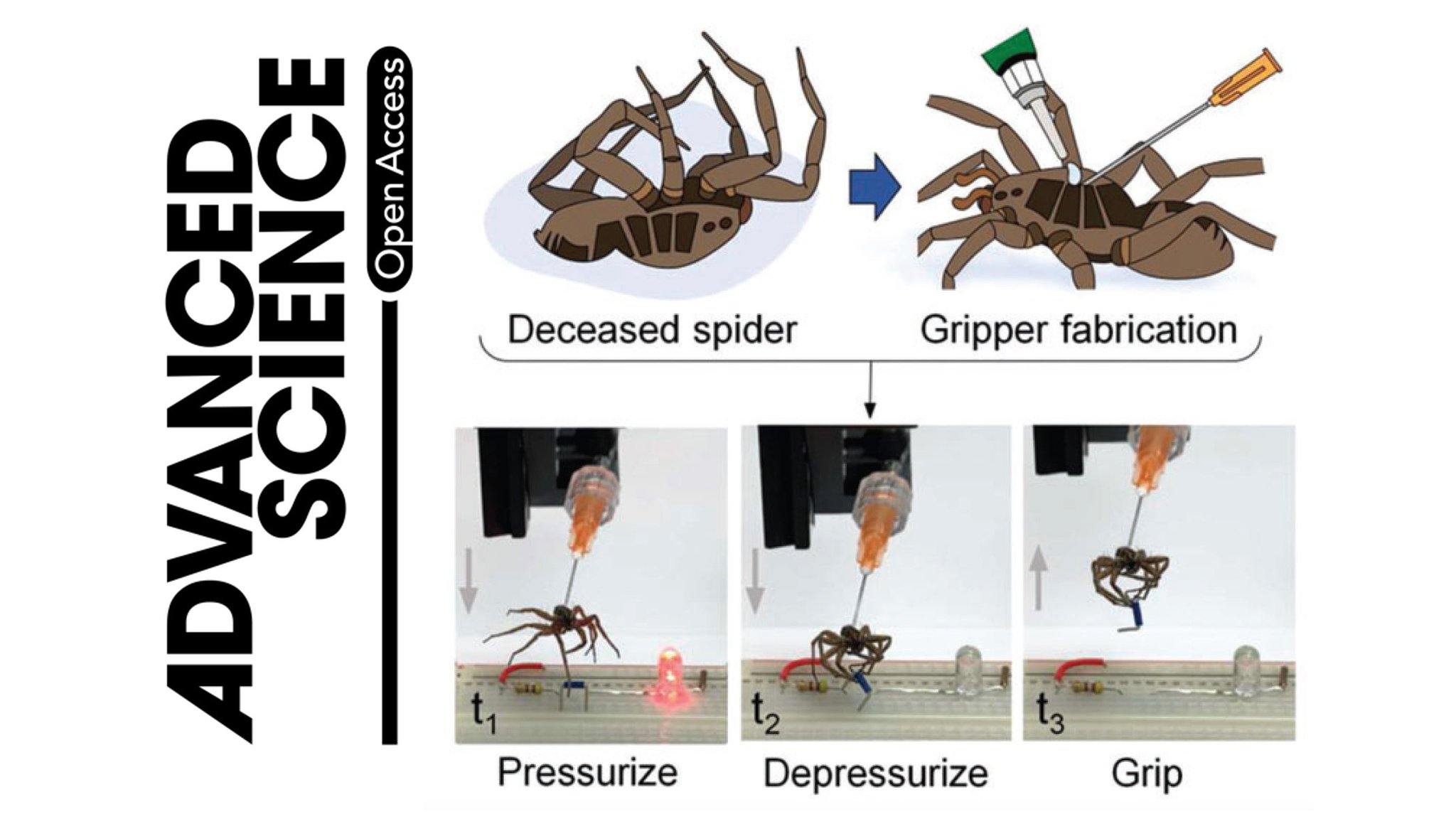 Daniel J Preston on Twitter "Our necrobotics paper is out today in