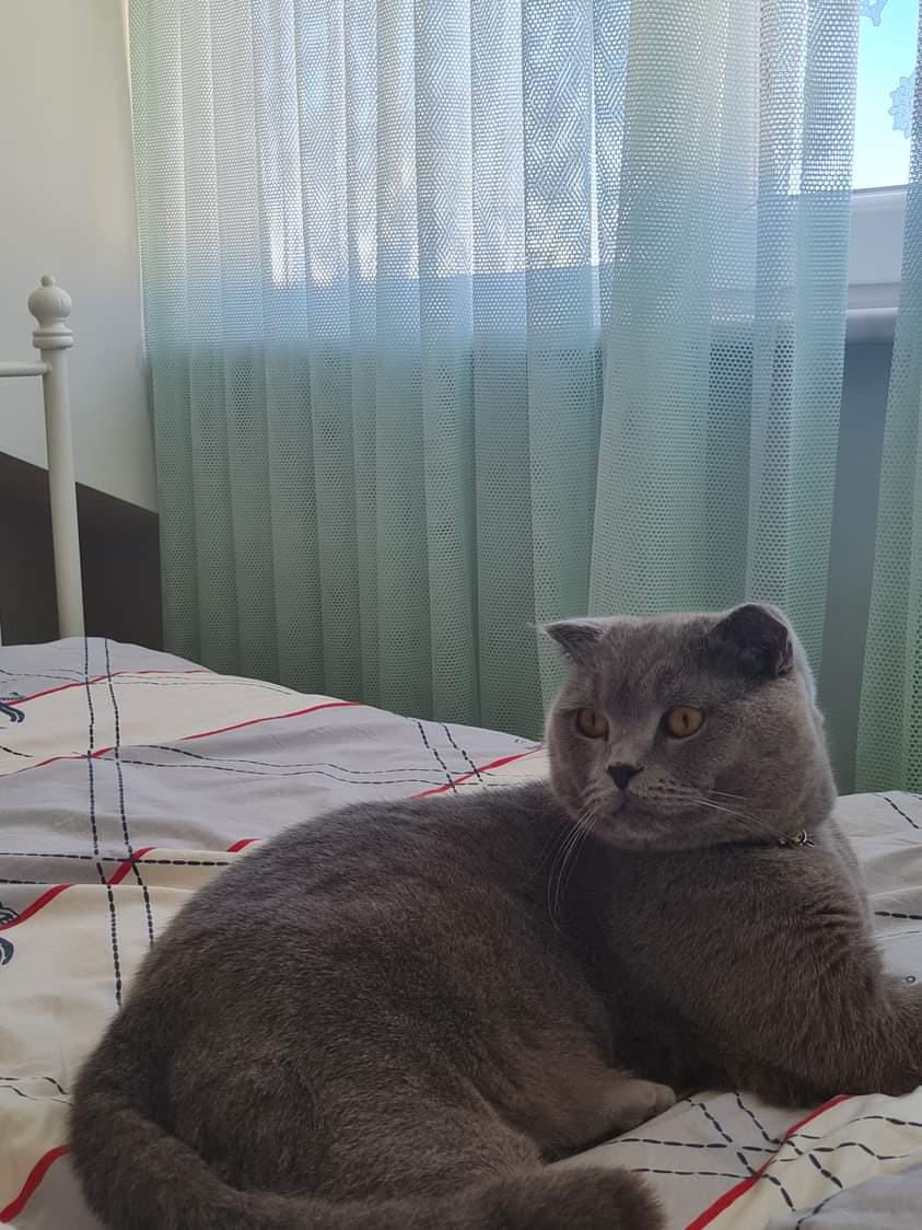 Arkadaşımın kedisi Antalya Çamyuva mevkisinde kaybolmuştur.Ismi Mars.Gören veya bulan kişilerin aşağıdaki telefon numarasından Önder Dinç ile irtibata geçmelerini rica ederim Tel:05413400157