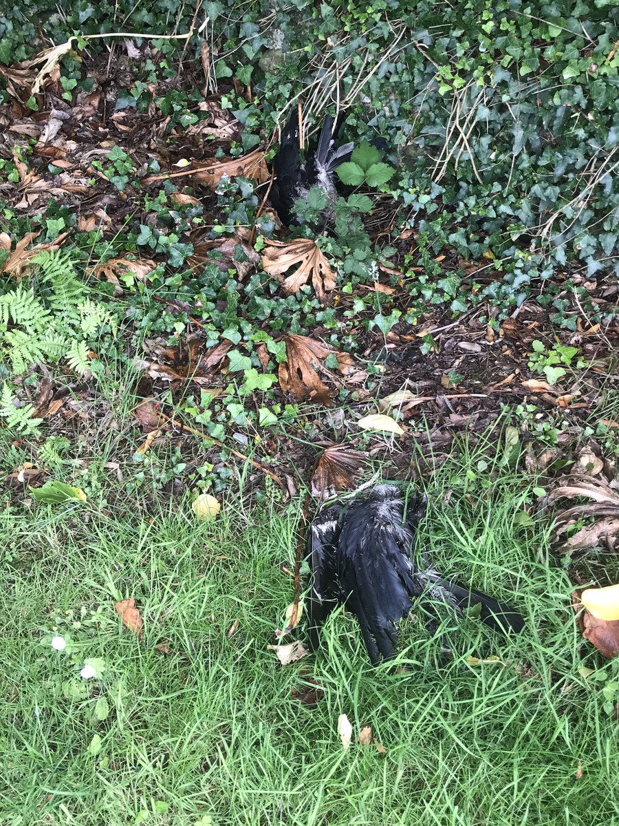 todayInIreland's tweet photo. Hey @BirdWatchIE @CIEEMnet I found 2 dead birds in my garden! Should I bin them or do they need to be tested by someone? 
Waterville, Co Kerry 
@WildDerrynane #Ireland https://t.co/WlrxnEBdPx
