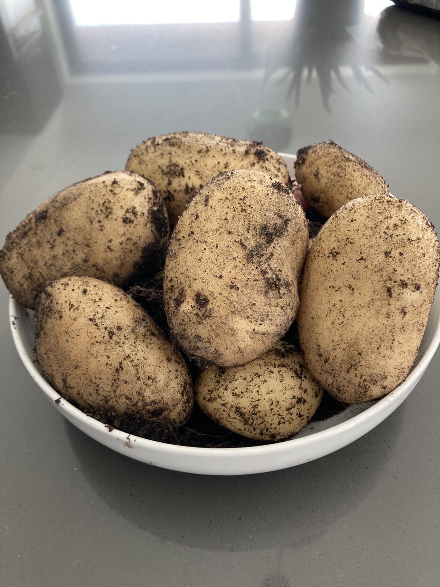 BrianWhately's tweet photo. Who needs supermarkets? Just pull them straight out of the ground. #growyourownpotatoes #newseasonpotatoes #marispipers https://t.co/crSlQnCytB