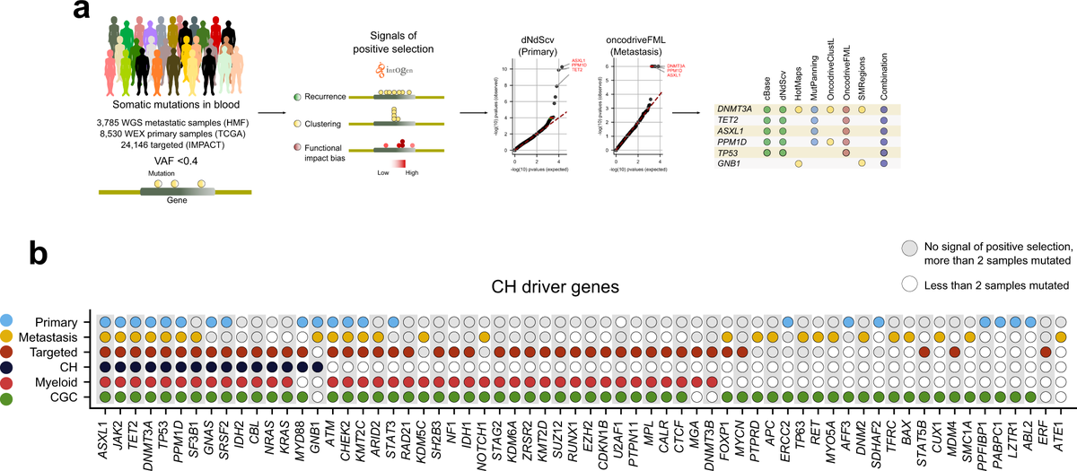 NatureComms's tweet photo. @oriol_pich @nlbigas et al. use the #IntOGen pipeline to identify drivers of #ClonalHematopoiesis in large cancer genomics data sets based on signals of #PositiveSelection

#CancerResearch @NatResCancer 

https://t.co/Ovg2R99vwL https://t.co/9gDh4QPMJ5